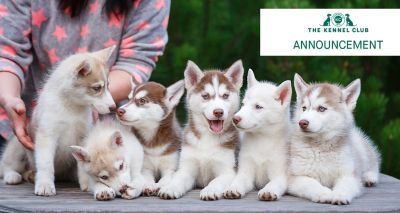 Kennel Club updates Assured Breeder Scheme